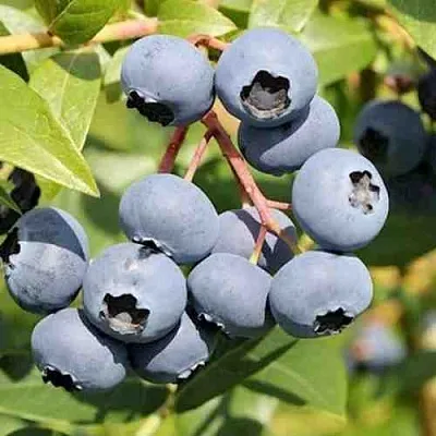 Голубика КРОЭТЭН  Голубика КРОЭТЭН в Владикавказе