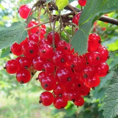 Смородина красная КРАСНАЯ АНДРЕЙЧЕНКО  Смородина красная КРАСНАЯ АНДРЕЙЧЕНКО в Владикавказе