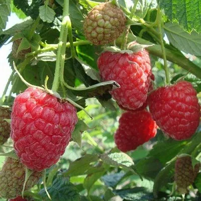 Малина КОЛОКОЛЬЧИК  Малина КОЛОКОЛЬЧИК в Владикавказе