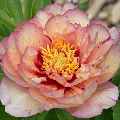 Пион КЭЛЛИС МЕМОРИ ито-гибрид  Пион КЭЛЛИС МЕМОРИ ито-гибрид в Владикавказе