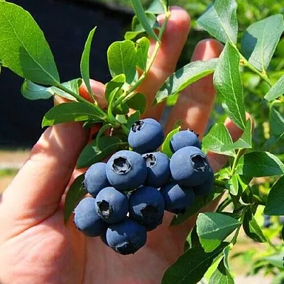 Голубика НОРТ КАНТРИ  Голубика НОРТ КАНТРИ в Владикавказе