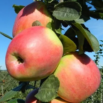 Яблоня БРЯНСКОЕ РОЗОВОЕ  Яблоня БРЯНСКОЕ РОЗОВОЕ в Владикавказе