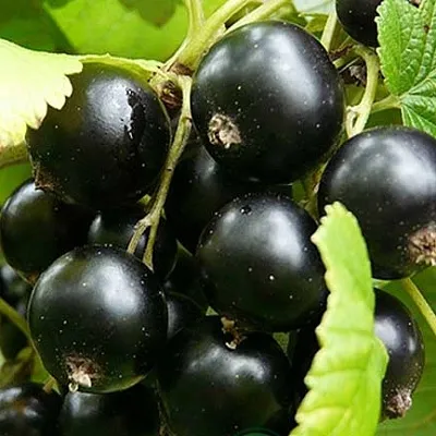 Смородина черная ЭБОНИ  Смородина черная ЭБОНИ в Владикавказе