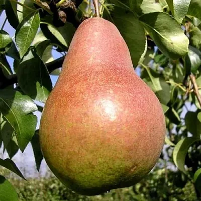 Груша КИРГИЗСКАЯ ЗИМНЯЯ  Груша КИРГИЗСКАЯ ЗИМНЯЯ в Владикавказе