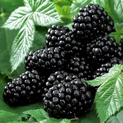 Ежевика БЛЭК БЬЮТИ в Владикавказе