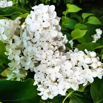 Сирень МАЛЕНЬКИЙ ПРИНЦ в Владикавказе