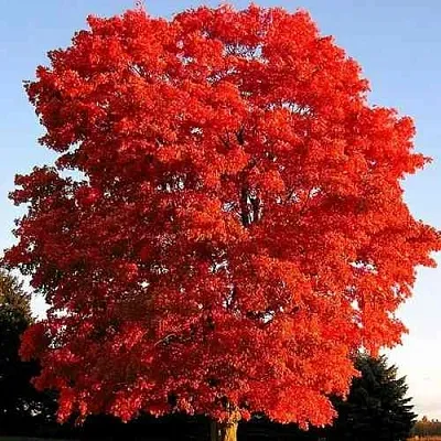 Дуб красный   Дуб красный  в Владикавказе