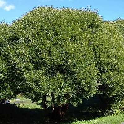 Ива ломкая   Ива ломкая  в Владикавказе