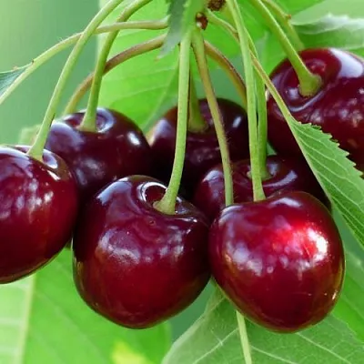 Дюк ЖИВИЦА (ЧЕРЕВИШНЯ)  Дюк ЖИВИЦА (ЧЕРЕВИШНЯ) в Владикавказе