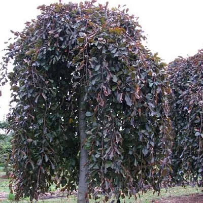 Бук  Бук в Владикавказе