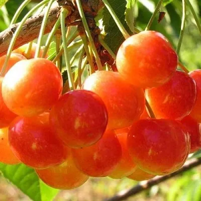 Черешня СОПЕРНИЦА  Черешня СОПЕРНИЦА в Владикавказе