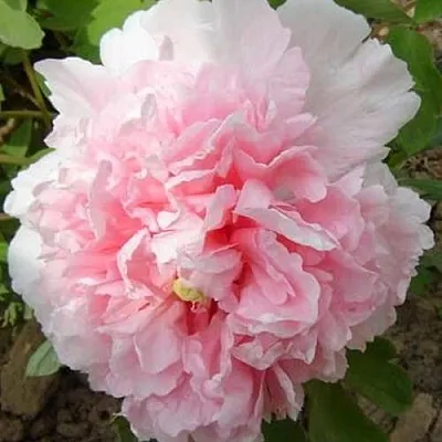 Пион БУКЕТ РОЗОВЫХ ГВОЗДИК древовидный  Пион БУКЕТ РОЗОВЫХ ГВОЗДИК древовидный в Владикавказе