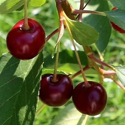 Дюк НАДЕЖДА  Дюк НАДЕЖДА в Владикавказе