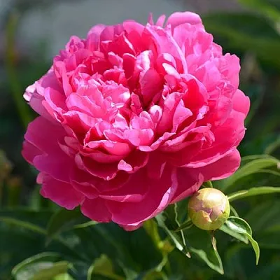 Пион БУШЕЛА травянистый  Пион БУШЕЛА травянистый в Владикавказе