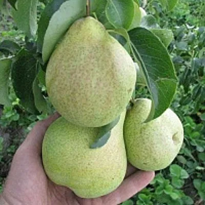 Груша КУДЕСНИЦА  Груша КУДЕСНИЦА в Владикавказе