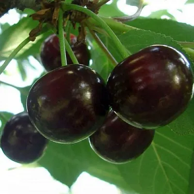 Дюк КСЕНИЯ (ЧЕРЕВИШНЯ)  Дюк КСЕНИЯ (ЧЕРЕВИШНЯ) в Владикавказе