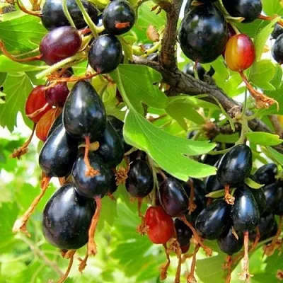 Смородина золотистая БОКАЛИНСКАЯ  Смородина золотистая БОКАЛИНСКАЯ в Владикавказе