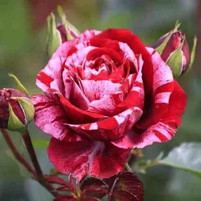 Саженцы роз ДИП ИМПРЕШН флорибунда  Саженцы роз ДИП ИМПРЕШН флорибунда в Владикавказе