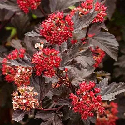 Пузыреплодник РЕД БАРОН  Пузыреплодник РЕД БАРОН в Владикавказе