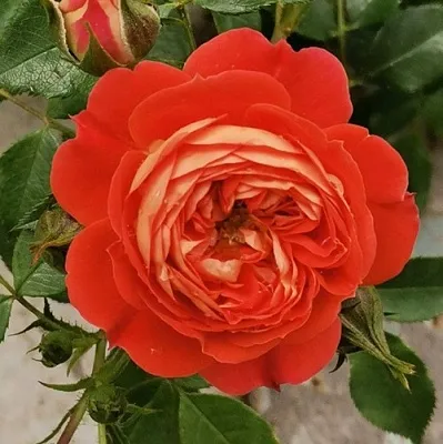 Саженцы роз СТАРЛЕТ РОУЗ КАРМЕН плетистая  Саженцы роз СТАРЛЕТ РОУЗ КАРМЕН плетистая в Владикавказе