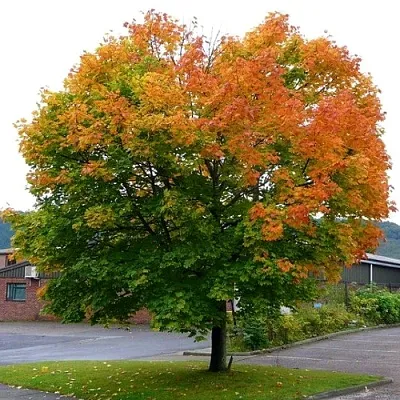 Клен остролистный  Клен остролистный в Владикавказе