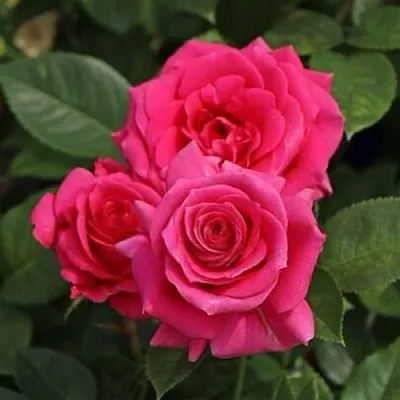 Саженцы роз ЛАВ ЛЕТТЕР флорибунда  Саженцы роз ЛАВ ЛЕТТЕР флорибунда в Владикавказе