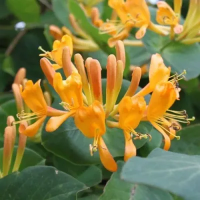 Жимолость ТЕЛЬМАНА в Владикавказе