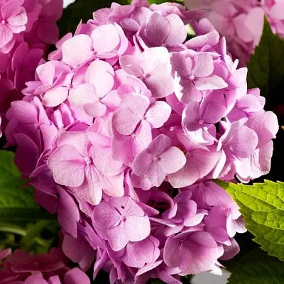 Гортензия БУКЕТ РОУЗ крупнолистная  Гортензия БУКЕТ РОУЗ крупнолистная в Владикавказе
