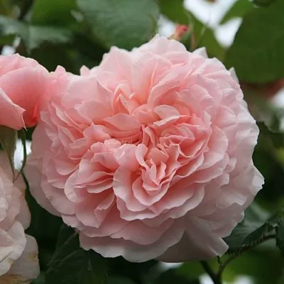 Саженцы роз РОЗ ДЕ ТОЛБИАК плетистая  Саженцы роз РОЗ ДЕ ТОЛБИАК плетистая в Владикавказе