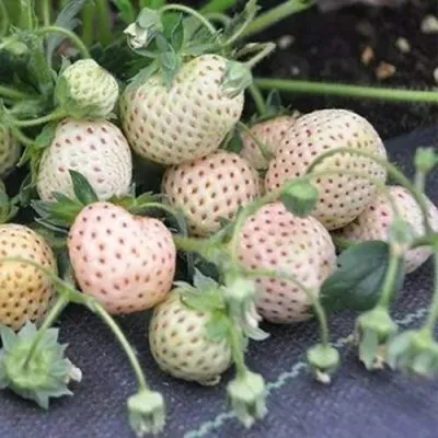 Клубника АНАНАСА ремонтантная — описание сорта Клубника АНАНАСА ремонтантная в Владикавказе