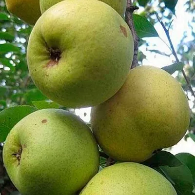 Груша РОГНЕДА  Груша РОГНЕДА в Владикавказе