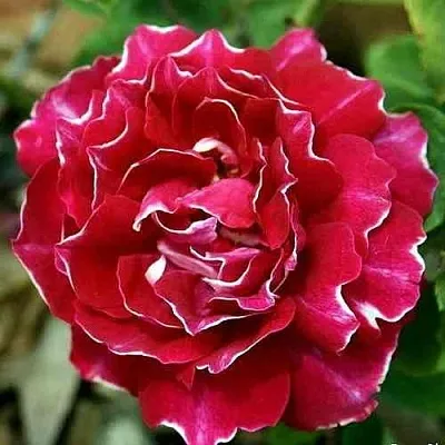 Саженцы роз БАРОН ЖИРО ДЕ ЛЕН ремонтантная  Саженцы роз БАРОН ЖИРО ДЕ ЛЕН ремонтантная в Владикавказе