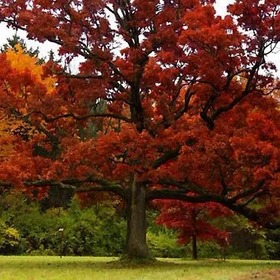Дуб  Дуб в Владикавказе