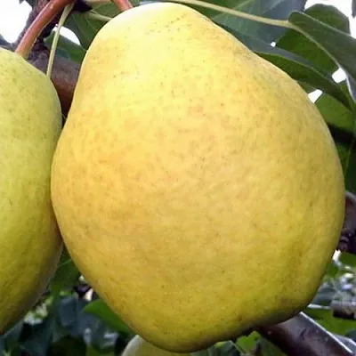 Груша ОСЕННИЙ ВЕЛИКАН  Груша ОСЕННИЙ ВЕЛИКАН в Владикавказе