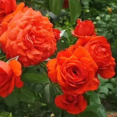 Саженцы роз МАЙНТАУЭР плетистая  Саженцы роз МАЙНТАУЭР плетистая в Владикавказе