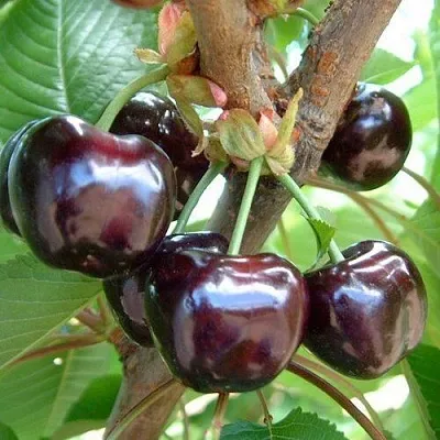 Черешня МУСКАТНАЯ  Черешня МУСКАТНАЯ в Владикавказе