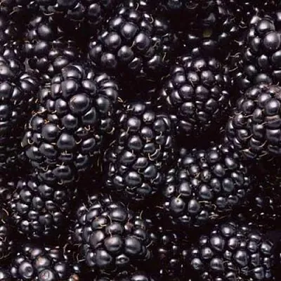 Ежевика ОРКАН бесшипная в Владикавказе