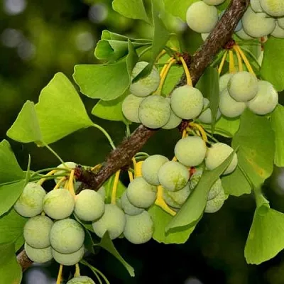 Гинкго билоба  Гинкго билоба в Владикавказе