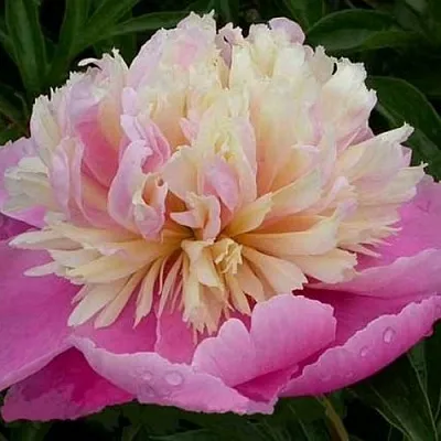 Пион ВЕСЕННЯЯ ПАЛИТРА травянистый  Пион ВЕСЕННЯЯ ПАЛИТРА травянистый в Владикавказе