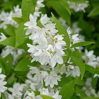 Дейция шершавая  Дейция шершавая в Владикавказе