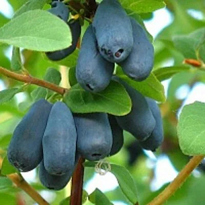 Жимолость съедобная ЮГАНА в Владикавказе