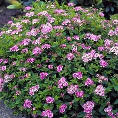 Спирея ЛИТЛ ПРИНЦЕСС японская  Спирея ЛИТЛ ПРИНЦЕСС японская в Владикавказе