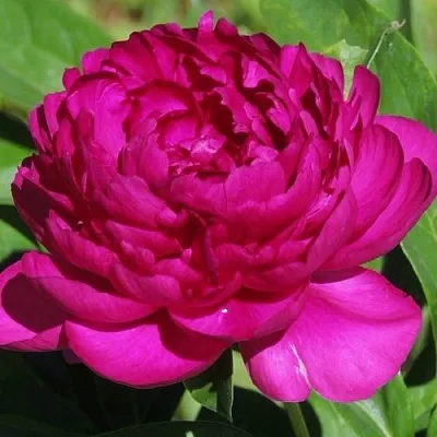 Пион БАРХАТ НОЧИ травянистый  Пион БАРХАТ НОЧИ травянистый в Владикавказе