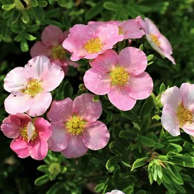 Лапчатка ЛАВЛИ ПИНК кустарниковая в Владикавказе