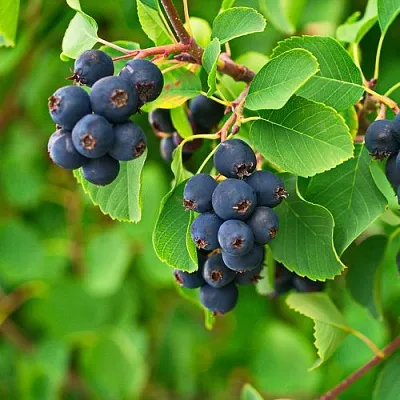 Ирга КОЛОСИСТАЯ  Ирга КОЛОСИСТАЯ в Владикавказе