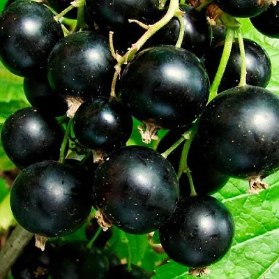 Чёрная  Чёрная в Владикавказе