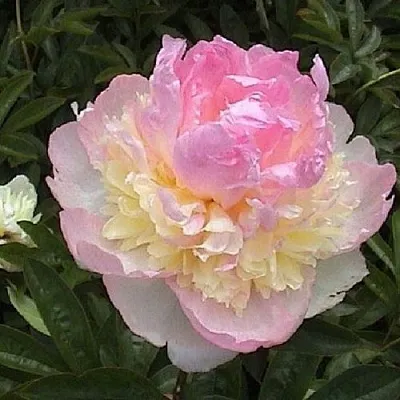 Пион РАСБЕРРИ САНДЕЙ травянистый  Пион РАСБЕРРИ САНДЕЙ травянистый в Владикавказе