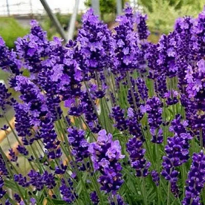 Лаванда ХИДКОТ БЛЮ узколистная  Лаванда ХИДКОТ БЛЮ узколистная в Владикавказе