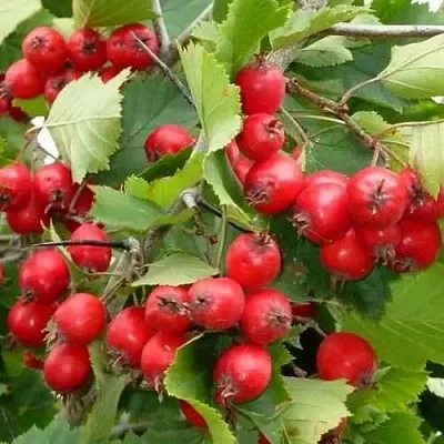 Боярышник СВАЯК в Владикавказе