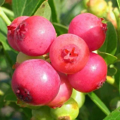 Голубика ПИНК ЛИМОНАД  Голубика ПИНК ЛИМОНАД в Владикавказе